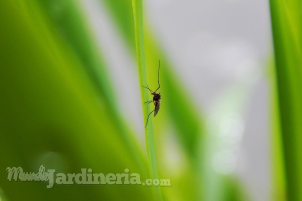 Flores y plantas que alejan a los insectos