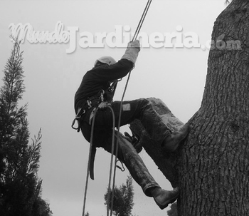 La poda de arboles en altura