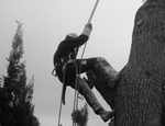 La poda de arboles en altura