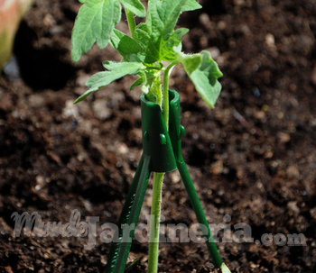 ¿Sabes cómo tutorar tus plantas para reforzar su crecimiento como un profesional?