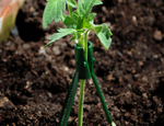 ¿Sabes cómo tutorar tus plantas para reforzar su crecimiento como un profesional?