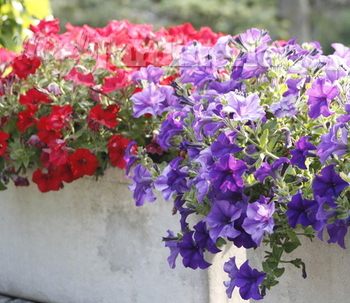 ¿Qué puedo plantar en primavera?