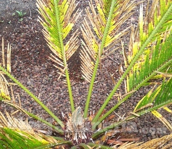 Plantas y árboles enfermos