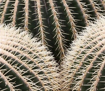 Vegetación para Jardinería_1: Echinocactus grusonii