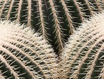 Vegetación para Jardinería_1: Echinocactus grusonii