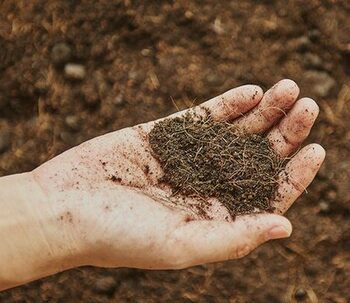 La vida en el suelo y su relación con la Materia orgánica