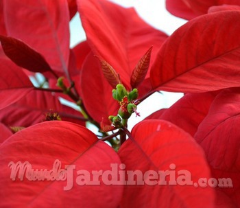 Flor de Pascua, Poinsetia