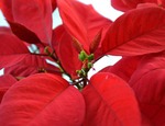 Flor de Pascua, Poinsetia