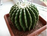 Cómo trasplantar un cactus pequeño