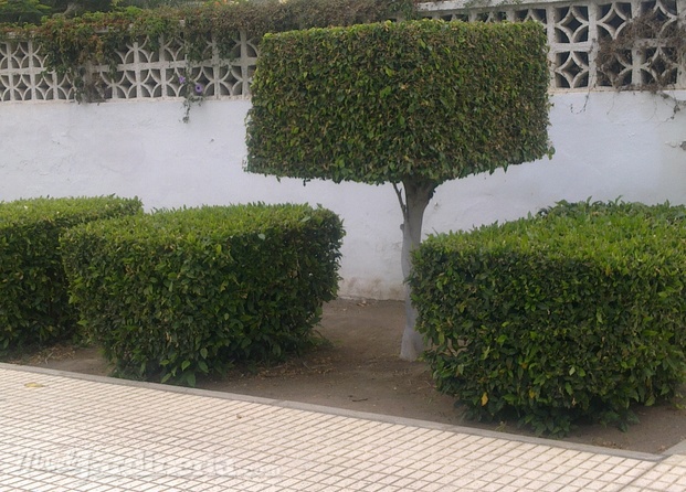 Formas en su jardin