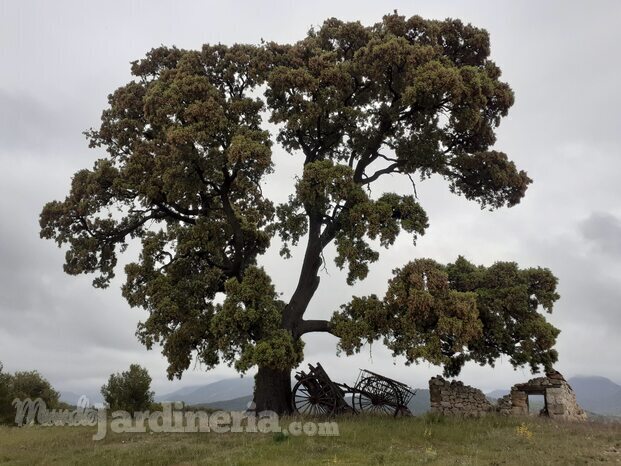 Árbol Ejemplar Paisajismo.jpg